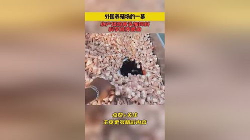 外國養(yǎng)殖場的一幕,水產(chǎn)場雞骨頭加飼料,科學(xué)營養(yǎng)喂魚