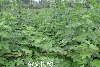 養豬用禾本科牧草、飼料苧麻、構樹、飼料桑樹哪種牧草品種更好?