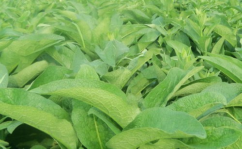 良豐農(nóng)業(yè) 養(yǎng)殖業(yè)牧草大全