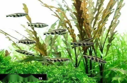 知識 我們養的魚兒正常該活多久 短的2年,長的上百年