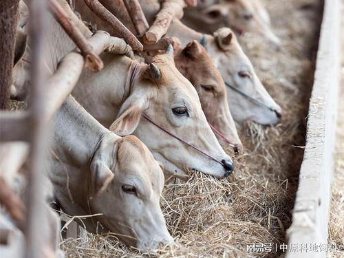 中原科地 守好飼料安全,守護(hù)餐桌上的安全