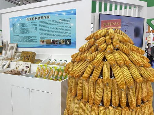 全國杰出貢獻(xiàn)玉米自交系發(fā)布，55個優(yōu)良自交系入選飼料科