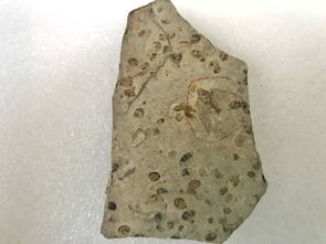 融入自然：在昆蟲與飼料標(biāo)本中理解萬物相生