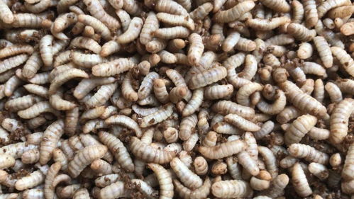 垃圾變廢為寶 黑水虻治理豬場(chǎng)糞污的巨大經(jīng)濟(jì)效益