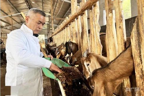 新春走基層 福建順昌科技特派員下鄉(xiāng)傳經(jīng)送寶，助力羊養(yǎng)殖飼料技術(shù)提升