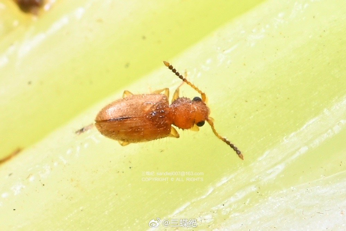 西芹上的微型守護者 龜紋瓢蟲與隱食甲科小甲蟲的生態角色與飼料潛力